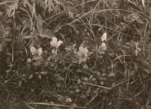 Gelbes Stiefmütterchen. Viola lutea (Herb Smith)