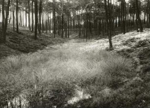 Oberlausitzer Heide. Gieser, z.T. wassergefüllt, südwestlich Zeißholz (geschloss. Hohlform im Bereich gestauchter Braunkohlenflöze) Nr.4