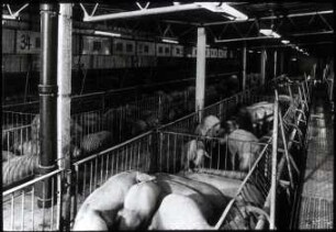 Schweinemastanlage