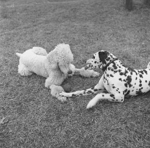 East Hampton, Hunde