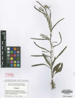 Carduus baeocephalus Webb. subsp. microstigma Gaisberg & Wagenitz[isotype]