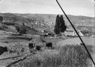 Ochsen : angepflockte Ochsen auf der Weide bei La Paz.