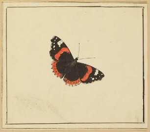 Schmetterling: Admiral