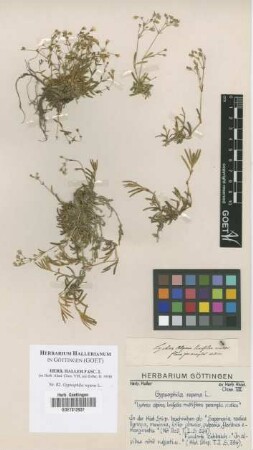 Gypsophila repens L.