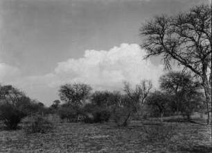 Buschsteppe : Kahlgefressene Buschsteppe kurz vor der Regenzeit.