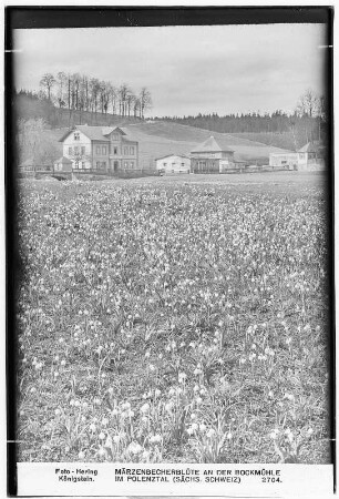 Märzenbecher an der Bockmühle im Polenztal