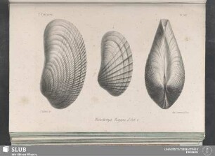 Pl. 367