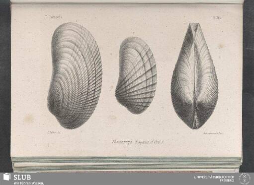 Pl. 367