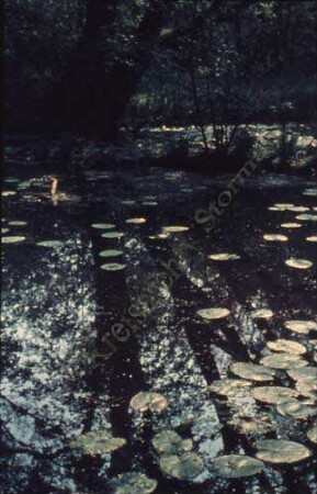 Rade: Tümpel