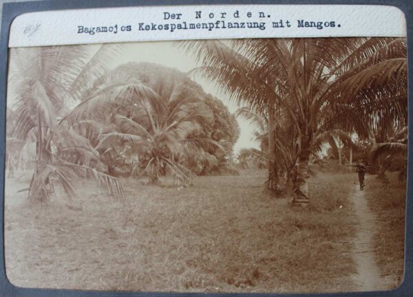 The north. Bagamojo's coconut plantation with mangoes