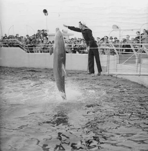 Florida, Marineland of Florida, Delphinshow