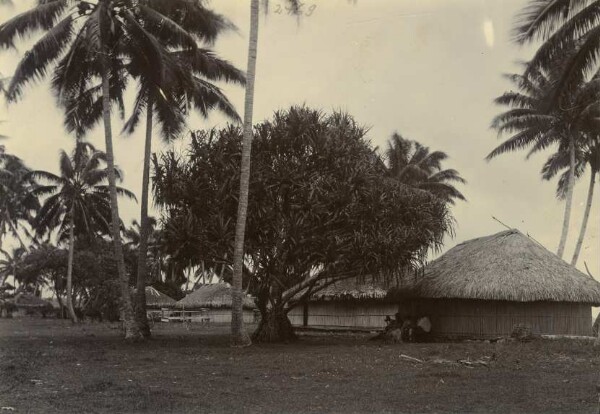 House of "Ori a Ori", large pandanus tree in front, Tahiti