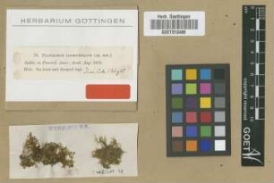 Pilotrichum lophophyllum Sull. [type]