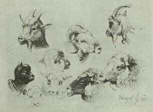 Studie von Ziegen- und Schafköpfen