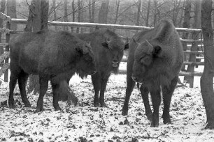 Wisente im Tierpark Oberwald.