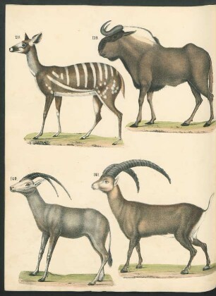 Tafel: [Fig. 138.-145.]