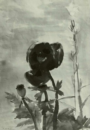 Orientalischer Mohn