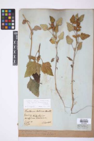 Xanthium albinum (Widder) Scholz