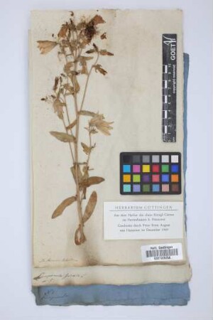 Campanula spicata L.