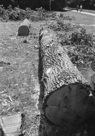 Fällung einer einsturzgefährdeten Eiche im Schlossgarten