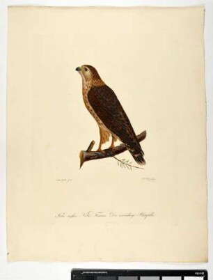 Falco caesius. Nobis. Femina. Der zweiiährige Blaufalke. - Kornweihe. Circus cyaneus; fem. - Zeichner: Ambrosius Gabler; Stecher: Johann Carl Bock