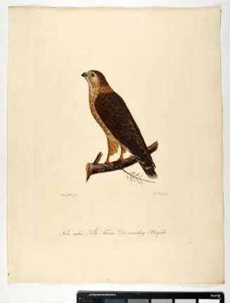 Falco caesius. Nobis. Femina. Der zweiiährige Blaufalke. - Kornweihe. Circus cyaneus; fem. - Zeichner: Ambrosius Gabler; Stecher: Johann Carl Bock