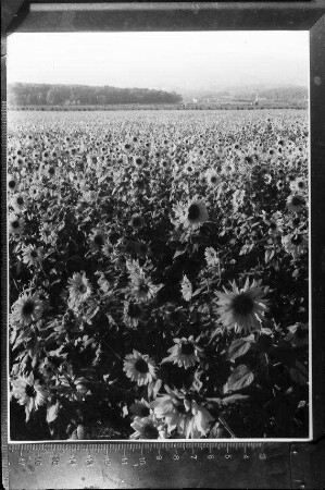 Agram [Zagreb, Kroatien]: Sonnenblumenfeld vor der Stadt