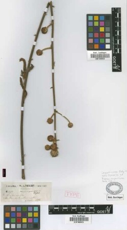 Mimosa marginata Lam. var. strigosa Griseb.[syntype]