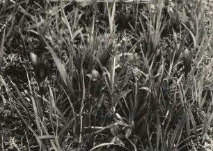 Lungenenzian, Gentiana pneumonanthe), Gattung der Enziane (Gentiana)