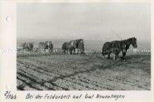 Feldarbeit auf dem Gut Neuenhagen/Mecklenburg