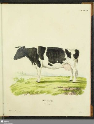 Bos Taurus. b) Frisius