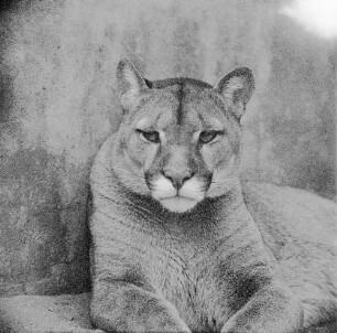 Zootiere. Puma