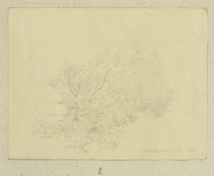 Strauchwerk