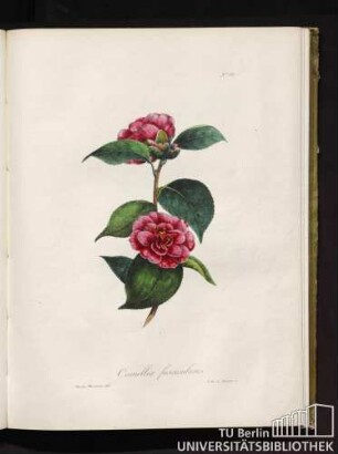No. 10. Camellia fascicularis.