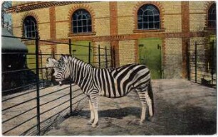 Leipzig, Zoologischer Garten : Zebra