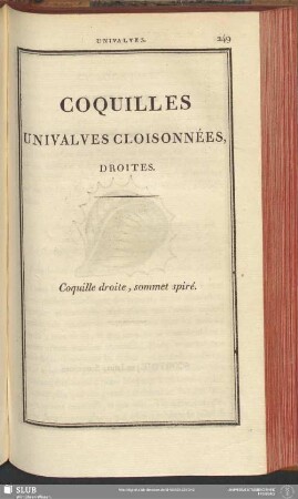 Coquilles Univalves Cloisonnées, Droites