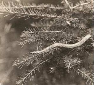 Europa. Ringelnatter (Natrix natrix) kletternd