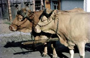 Fahrkühe mit Jochgeschirr