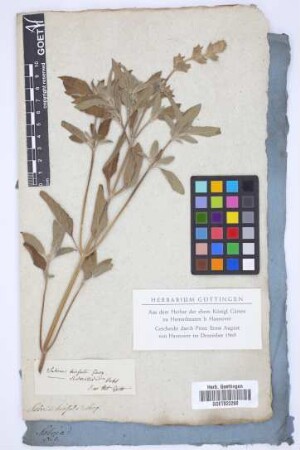 Salvia hirsuta Jacq.