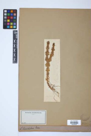 Huperzia lucidula (Michx.) Trev.