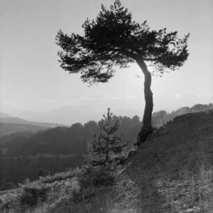 Landschaftsbild der bulgarischen Rhodopen