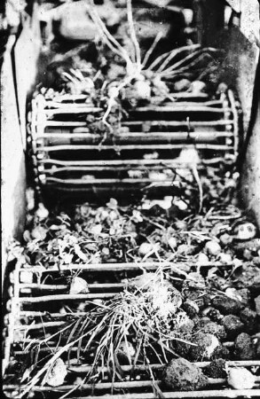 Fotografie: Erntetechnik, Kartoffel, Kartoffelroder