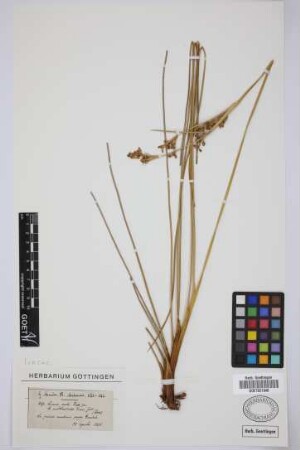 Juncus acutus Lmk. var. multibracteatus Tineo