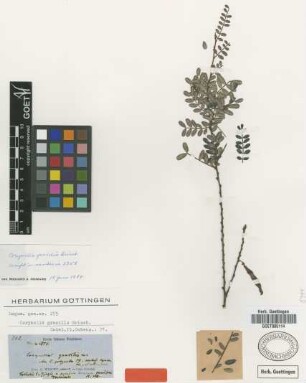 Corynella gracilis Griseb. [holotype]