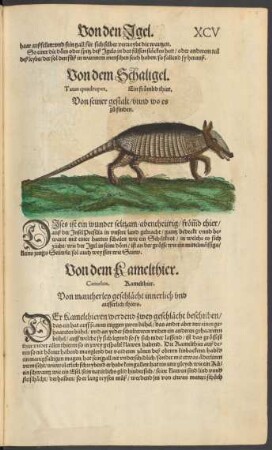 Von dem Kamelthier. Camelus. Kamelthier.
