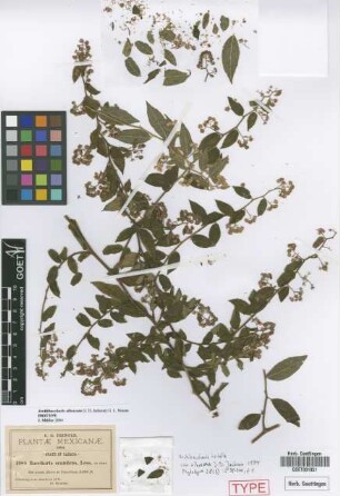 Baccharis scandens Less.