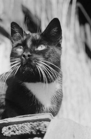 Aufnahme einer Katze