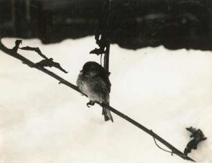 Europa. Birkenzeisig (Carduelis flammea, teilweise auch Acanthis flammea), Weibchen