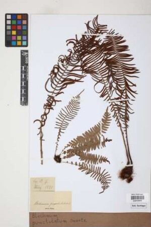 Blechnum punctulatum Sw.