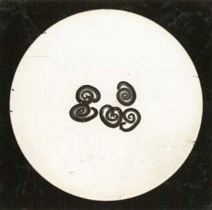 Trichinen (Trichinella). Mikro-Aufnahme